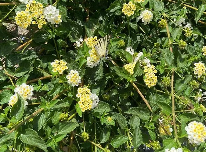 Masseria Asteri Casa de hóspedes Cannole